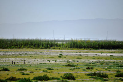 Scenic view of field against clear sky