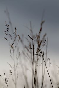 Close-up of plant growing on field