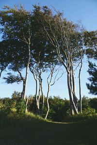 Trees growing against clear sky