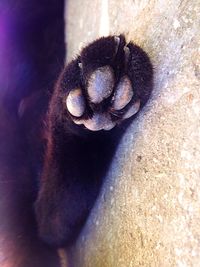 Close-up of a cat