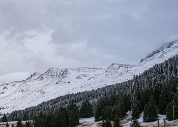Pine trees on snowcapped mountains against sky