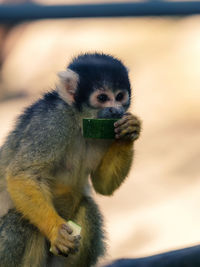 Close-up of monkey eating