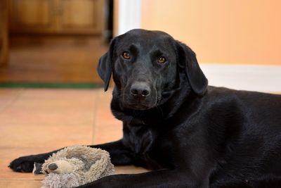 Portrait of black labrador sitting on floor at home