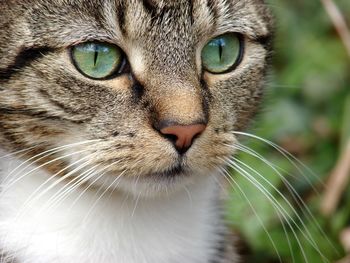 Close-up of tabby cat looking away