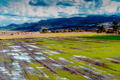 Scenic view of agricultural field against sky