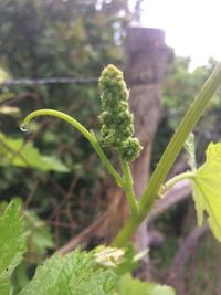 Close-up of fresh green plant