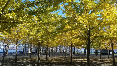 Trees in park