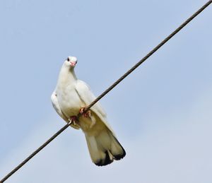 Low angle view of bird perching against clear sky