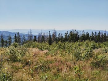 Plants growing in forest against clear sky