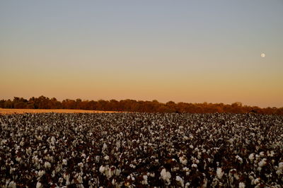 Scenic view of field against clear sky during sunset