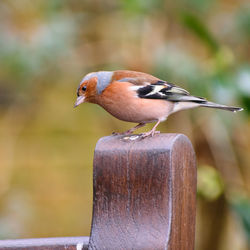 Close-up of bird perching outdoors