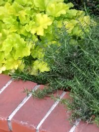 High angle view of fresh green plants