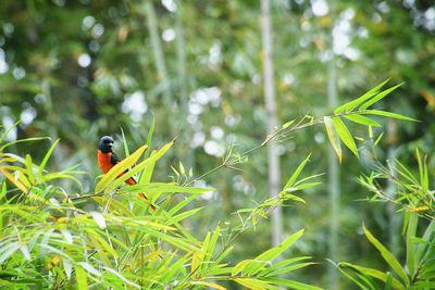 Bird perching on a plant