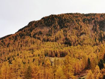 Scenic view of forest against sky during autumn