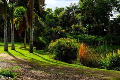 Trees and plants against sky