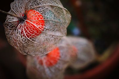 Close-up of winter cherries