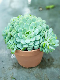 Close-up of potted plant