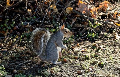 Close-up of squirrel sitting on field