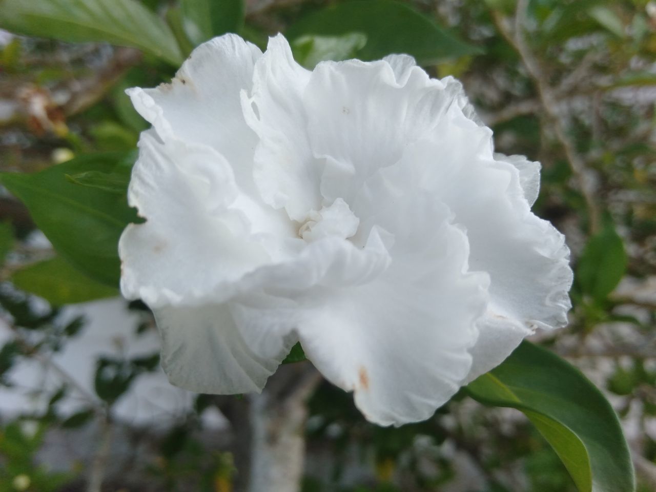 CLOSE-UP OF WHITE ROSE AGAINST BLURRED BACKGROUND