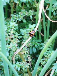 Close-up of ladybug on plant