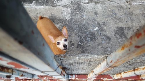 High angle portrait of dog