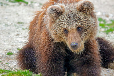 Close-up portrait of an animal