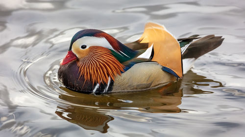 Male mandarin duck in a pond