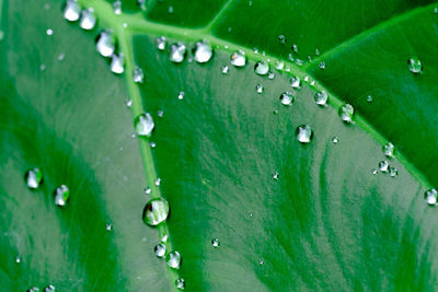 Full frame shot of raindrops on leaves