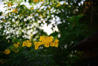Close-up of yellow flowering plant