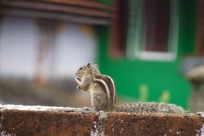 Squirrel on a fence wall