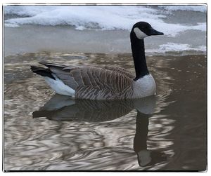 Duck swimming in lake