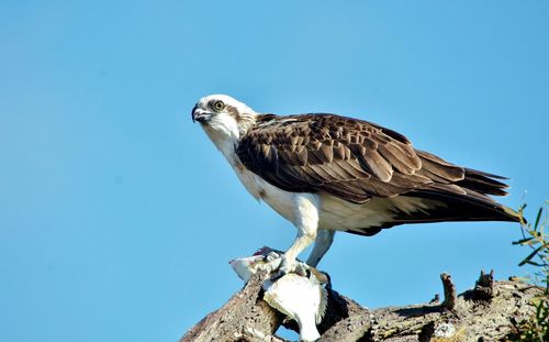 Low angle view of eagle perching on the sky