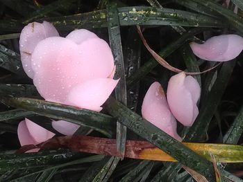 Close-up of pink flowers