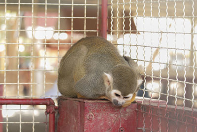 Close-up of a cat in cage