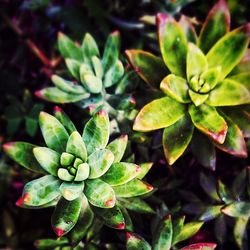 Close-up of leaves