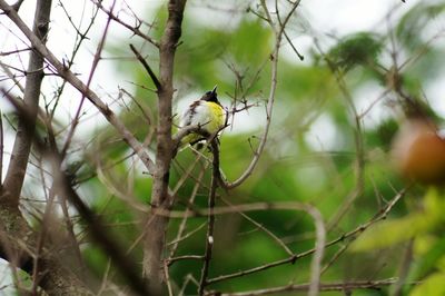 Close-up of bird perching on branch