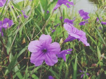 Close-up of purple flowering plants on field