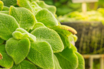 Close-up of green plant