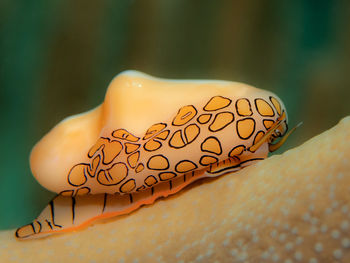 Cyphoma gibbosum