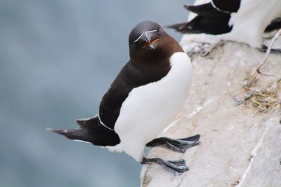 Close-up of a bird