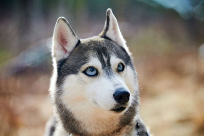 Close-up portrait of dog