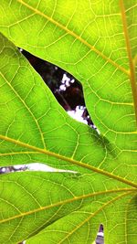 Close-up of green leaves