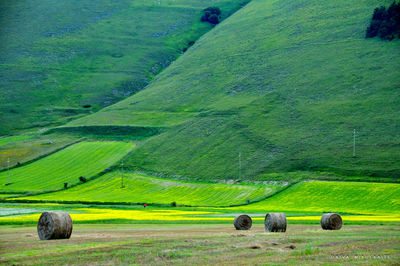 Hay bales in wheat field