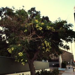 Trees in city