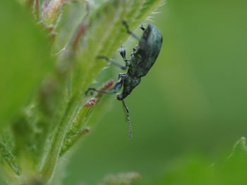 Close-up of ant on leaf