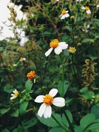 Close-up of white flowering plant