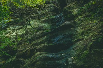 Full frame shot of rock amidst trees in forest