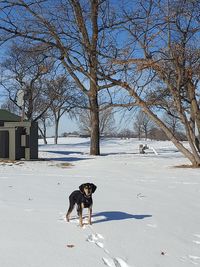 Dog on snow covered landscape