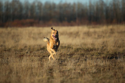 Dog running on field