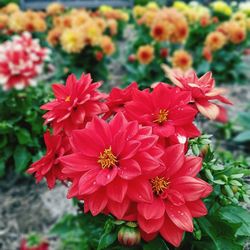 Close-up of red flowers blooming outdoors